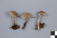 Mycena robusta image